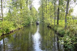 für Naturliebhaber auf verwunschenen Fliesen der Spree, beobachten von scheuen Graureihern und schnellen Eisvögeln versteckte Blockbohlenhäuser, Abgeschiedenheit, greifbare Stille, wunderschöne Teichrosen